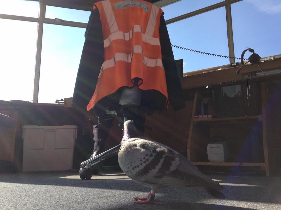 Touchdownpoint's tweet photo. Throwback Thursday to when Percy the Plane Spotting Pigeon decided he wanted a tour of the VCR. https://t.co/4AvufADQeP