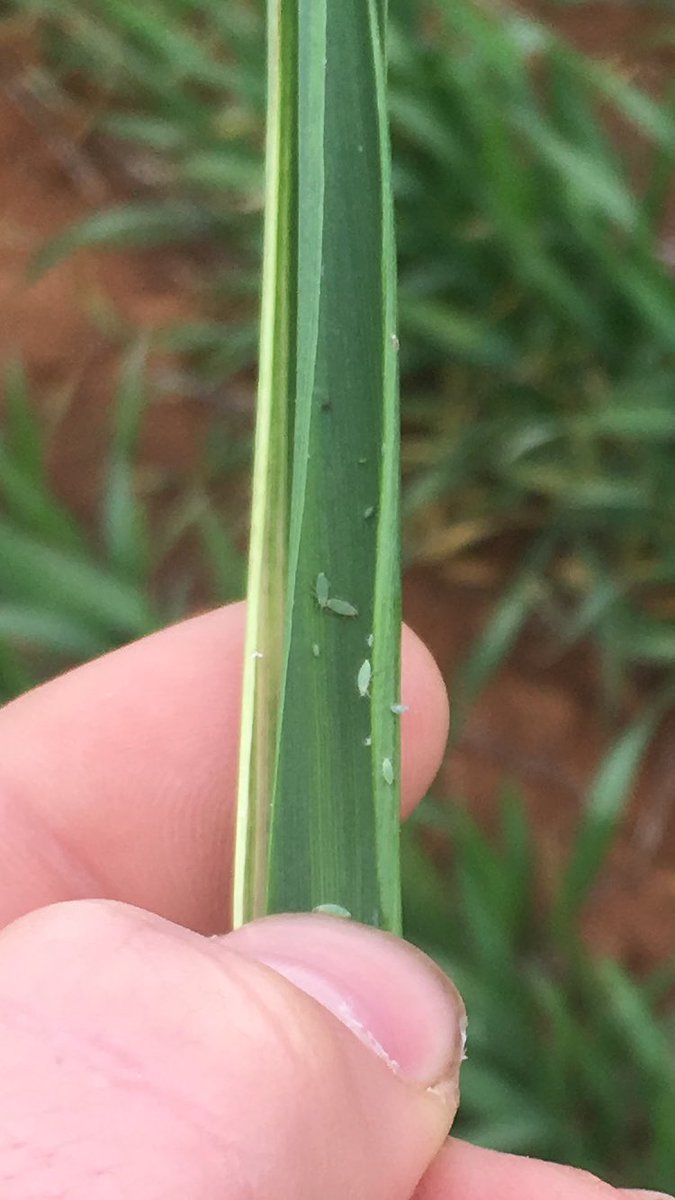 andrewmcmahen's tweet photo. RWA in Gaucho treated wheat today any others finding the same?
Advanced bulky crop #dilutioneffect https://t.co/ZFJrXzlqUK