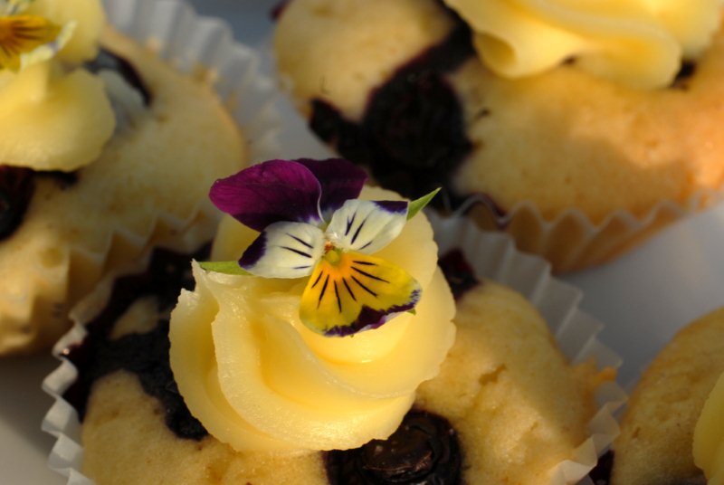 OBio_Berries's tweet photo. BLAUWE BESSEN CUPCAKE https://t.co/csxLZVHfut https://t.co/r3tnHkzJZT