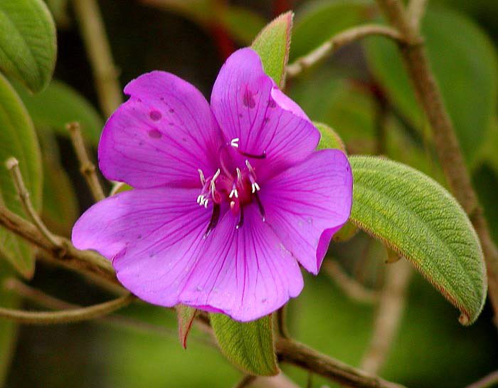 McGuiresOutdoor's tweet photo. #Tibouchina #Glorybush #Fullsun #Welldrainedsoil #Pest #Oedema #Redspidermite #Aphid #mcguiresoutdoors.com Follow us on #Facebook #Instagram https://t.co/2pUTrZOUVn