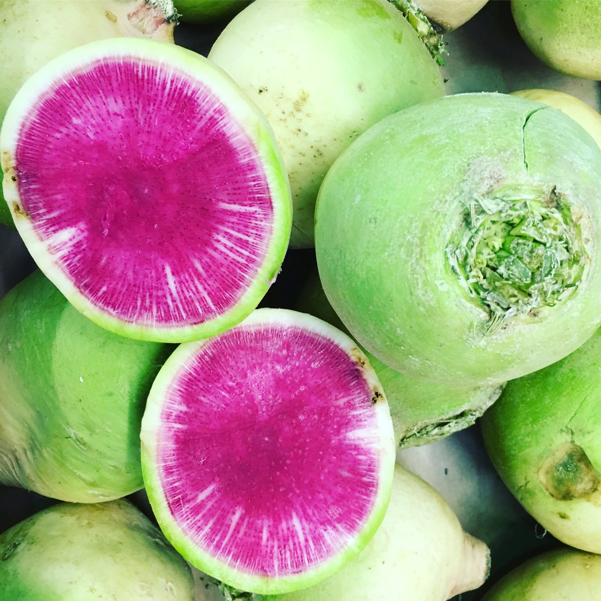 FrenchGardenUK's tweet photo. Red Meat Radish, also known by the much prettier name of Watermelon Radish, is back with us #radish #vegetable #vibrant #frenchgarden https://t.co/SsTvTaO0nB