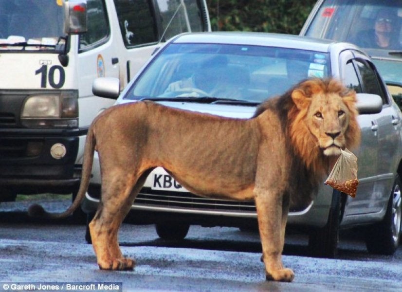 лев идет по улице. лев идет по улице. хвост льва. лев в заповеднике. лев ходит из стороны в сторону.