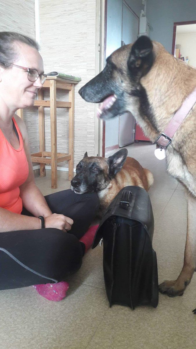 HoupsNomade's tweet photo. #Houps #malinois #doglover #doglife #educationcanine #Aniweedo #Despe #devoirs de vacances y en a 1 qui bosse et l autre fait câlin 😊💼📚🐕💙💜🐾🐾 https://t.co/NOfnygN86N