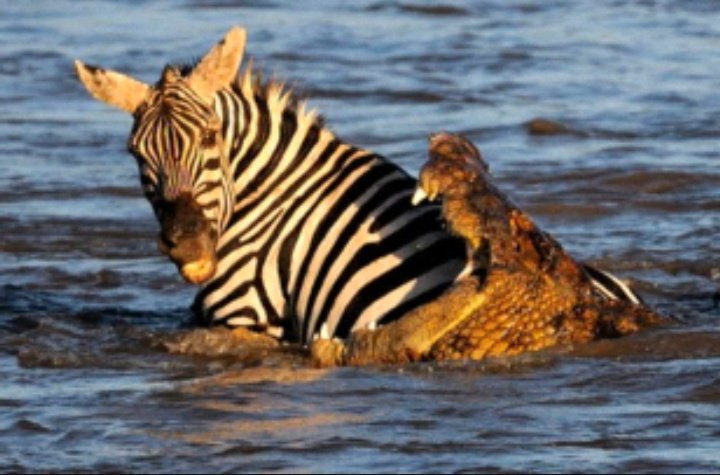 ZIARA Group AFRICA ♼ tweet media