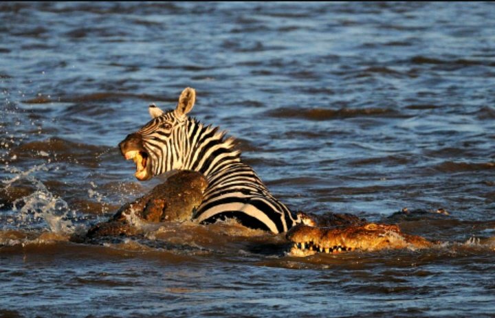 ZIARA Group AFRICA ♼ tweet media