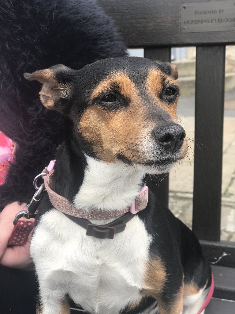 sandibaby123's tweet photo. @PetsatHome Our baby tia at the seaside #VIPSep2017 https://t.co/BAr0QhyMBG