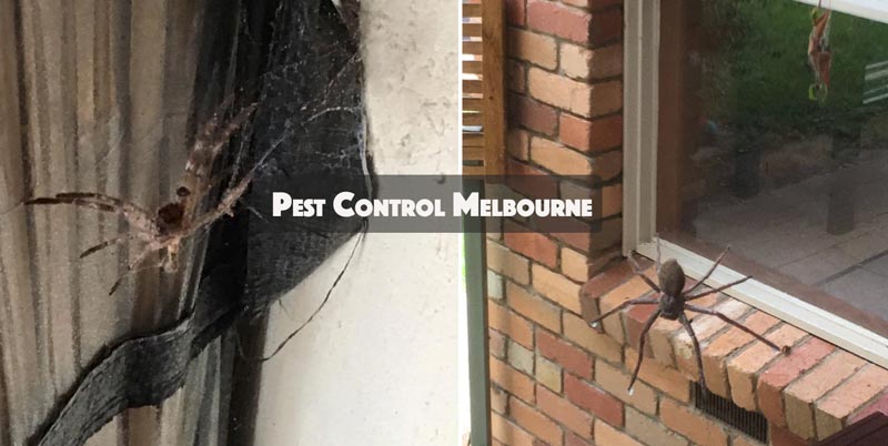 masterspestcont's tweet photo. Call on 1800 307 658 or contact online for Same Day #PestFumigationServices. Follow Us :- https://t.co/NohSnIHik0 https://t.co/pxpRrsnPuA