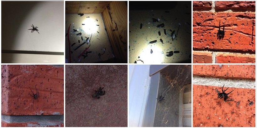 masterspestcont's tweet photo. Call on 1800 307 658 or contact online for Same Day #PestFumigationServices. Follow Us :- https://t.co/NohSnIHik0 https://t.co/pxpRrsnPuA