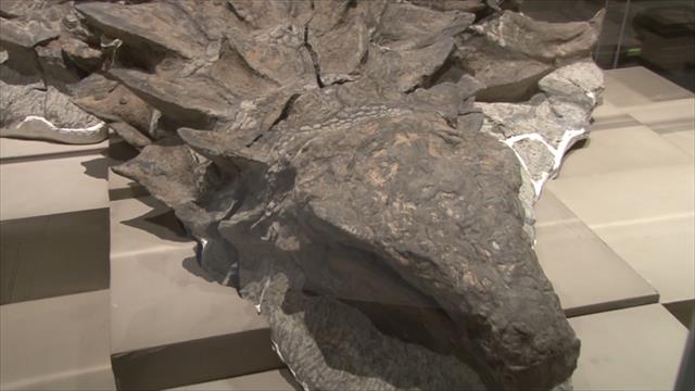 ForeshoreFossil's tweet image. It&apos;s Official: Stunning Fossil Is a New Dinosaur Species
foreshorefossils.com/stunning-fossi…
#LoveFossils &amp;amp; love #MotherNature