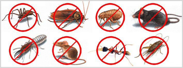 masterspestcont's tweet photo. We help you remove all type of #pests like Mosquito, Fleas, Fire Ants, #BedBugs, Wasps, Bees, Rodents and much more. https://t.co/h11xa0CMiN https://t.co/C4LuR1xUC3