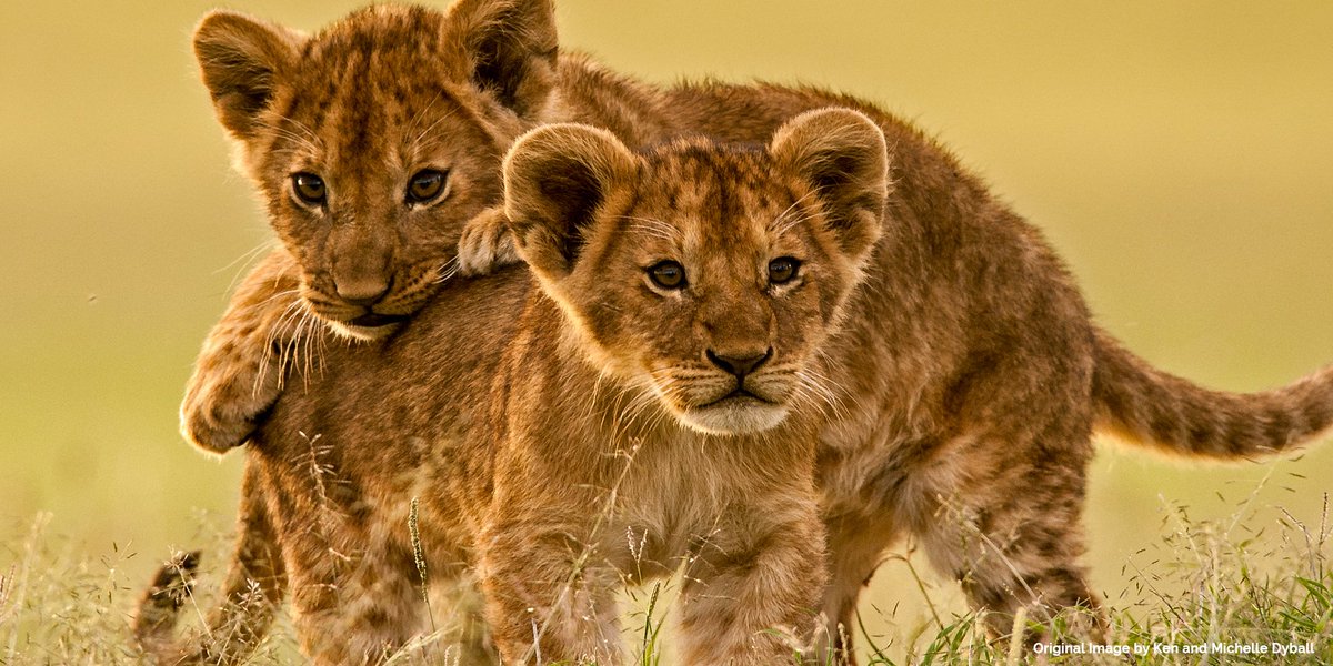 We've lost half the world's lions in just the last 25yrs. #WorldLionDay ~ We must stand up against the sensless killing of lions for sport.