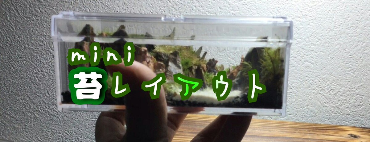 Ruuaqua るー U Tvitteri 苔 テラリウム 多数の感想 質問有り難う御座います こちらの苔テラ 簡単に紹介します 容器 100均プラスチックケース 苔 ホソバオキナゴケ ヤマゴケ タマゴケ 石 気孔石 ソイル 使い古したソイル 動画もどうぞ T Co Ruuaqua るー U Tvitteri 苔 テラリウム 多数の感想 質問有り難う御座います こちらの苔テラ 簡単に紹介します 容器 100均プラスチックケース 苔 ホソバオキナゴケ ヤマゴケ タマゴケ 石 気孔石 ソイル 使い古したソイル 動画もどうぞ T Co