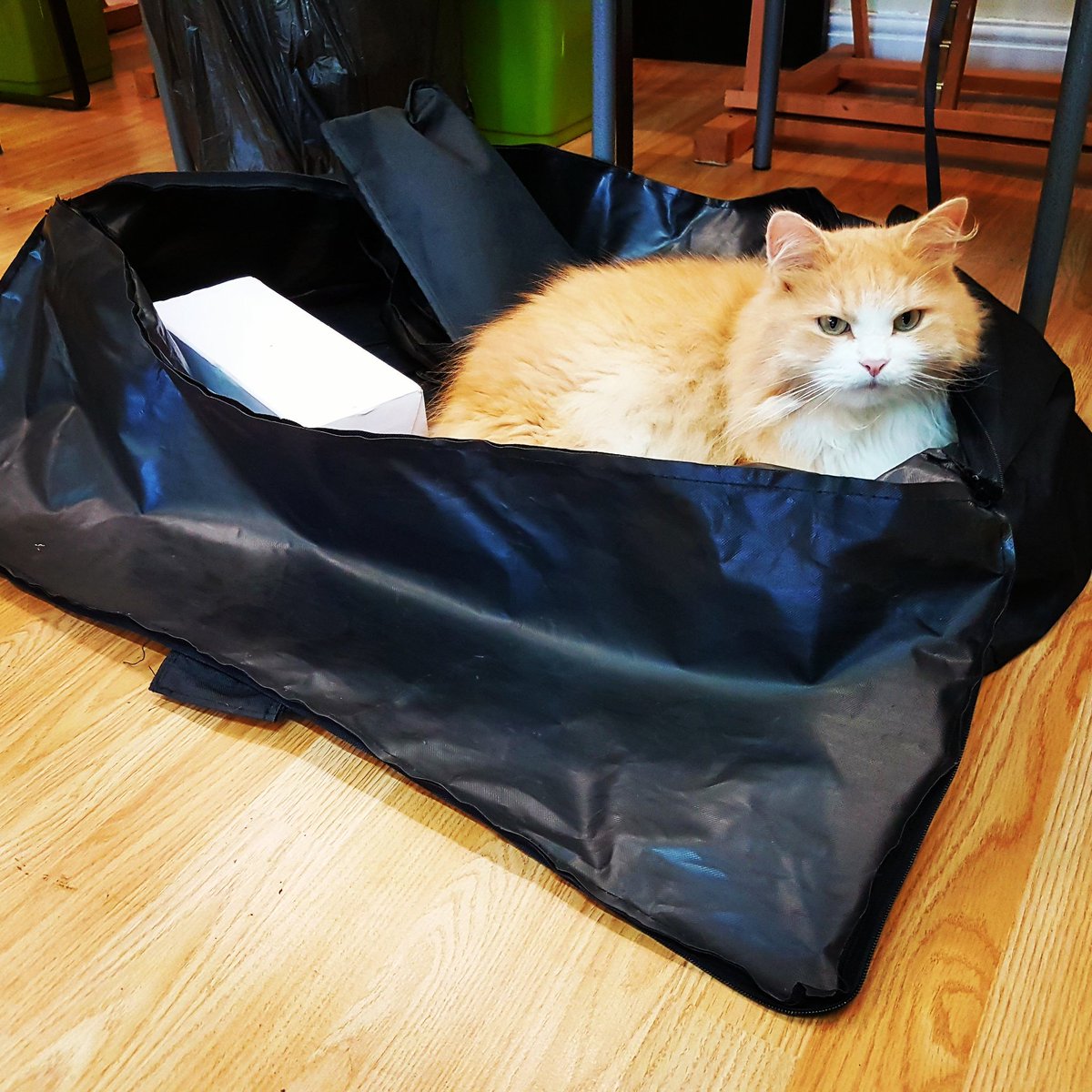 CAN_Videography's tweet photo. With the introduction of my new assistant director, I'm officially rebranding. #CATvideography https://t.co/cWJJgKN0Mt