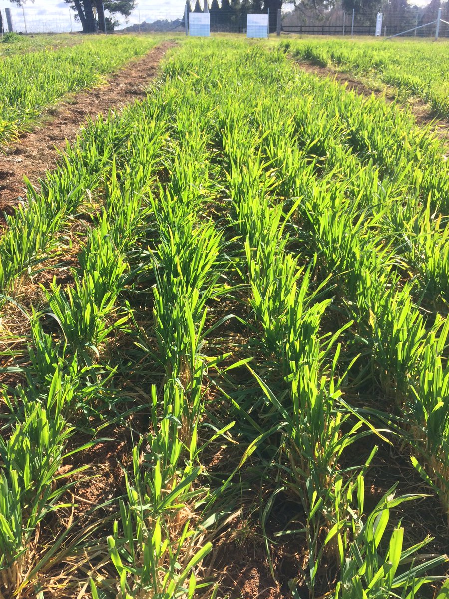 Jim_Colquhoun's tweet photo. @LMKWonganHills @Braydocaldy @jarrod_kemp @LovelandAUS @LandmarkEchelon @nairnzy @KPFarms01 28 days AA per Ha - #Urea 100kg - #Gala 80ml - #MaxNPact 10ltrs #Awaken 2ltrs #Gala 80ml over #Einstein wheat after first graze not mown! https://t.co/pb9AlmV2Lh