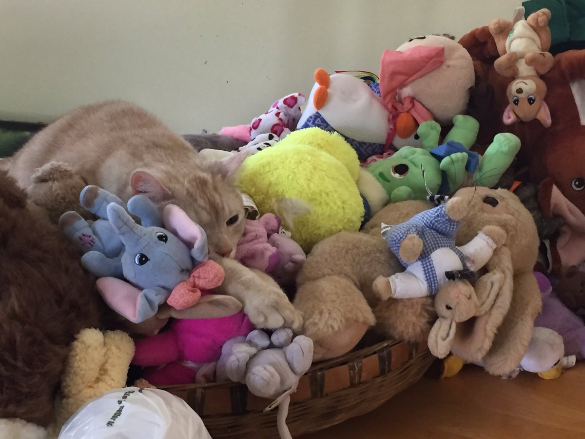 Can you find a cat in this picture?