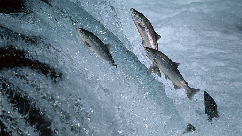 IslamRepublicKG's tweet photo. ‘Guinea pig’ Canadians offered ‘world’s first’ GMO salmon https://t.co/wPHUC8pzsi https://t.co/XOCpMV0Uzw
