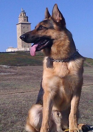 guardiacivil's tweet photo. Os presentamos a "Bruno". Es un nº 1 en la detección de drogas.
Tiene un carácter sociable y gran olfato. Su debilidad:  le encanta posar 📸🖼 https://t.co/v8aBcYInVS