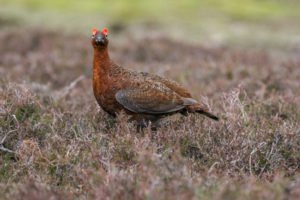 BASCnews's tweet image. BASC gives MPs the facts on grouse: 

bit.ly/2usiMnH