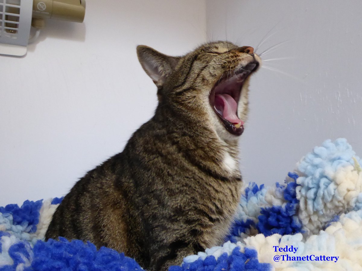 ThanetCattery's tweet image. Apparently it's #WorldLionDay &amp;amp; so here are a few of our #CatteryCats roaring like the 'big cats' =^..^=