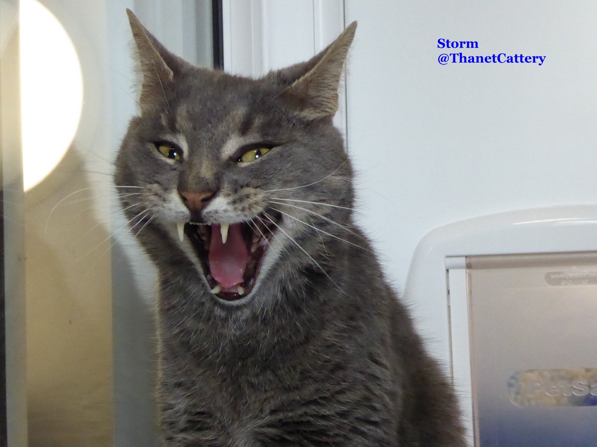 ThanetCattery's tweet image. Apparently it's #WorldLionDay &amp;amp; so here are a few of our #CatteryCats roaring like the 'big cats' =^..^=