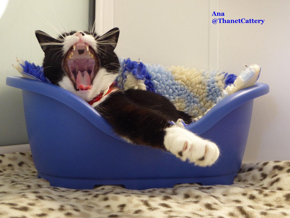 ThanetCattery's tweet image. Apparently it's #WorldLionDay &amp;amp; so here are a few of our #CatteryCats roaring like the 'big cats' =^..^=