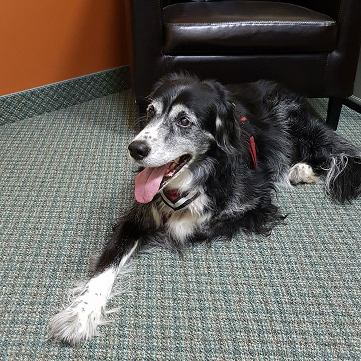 CIR_law's tweet photo. Cole is back in the office today! #workingdog #officedog #furryfriend #lawdog #lawoffice https://t.co/0GdQam2rZC