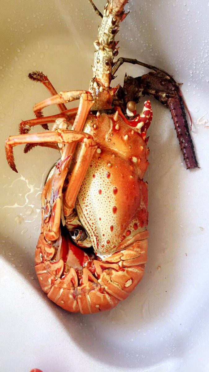 kaylaml_'s tweet image. Thank god I'm not allergic.. 🙏🏽