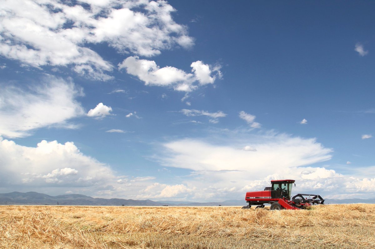 Why &amp; How Barley Matters in #Whisky: buff.ly/2vNqkpk #whiskey