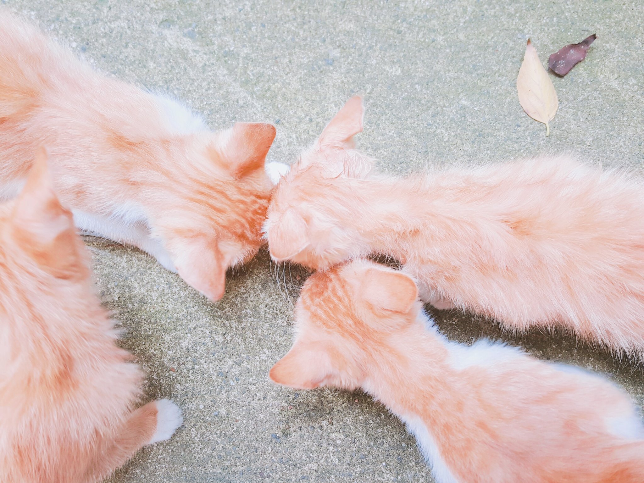 オンラインストア公式店 3ニャンズのママ(＊プロフ更新＊)様専用 www