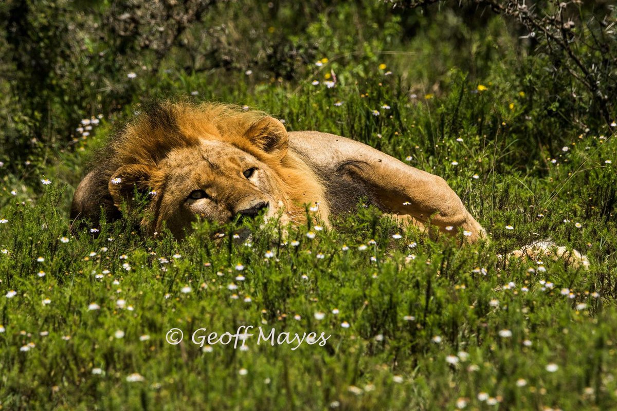 Chui Lodge tweet media