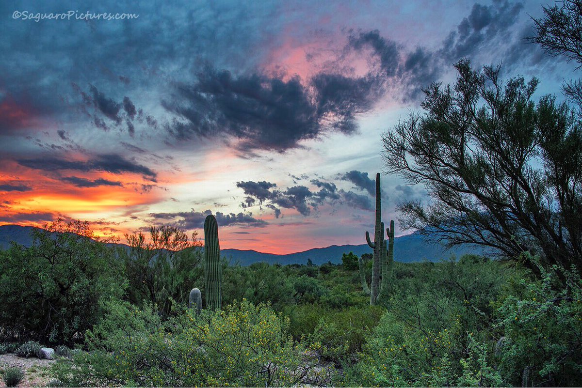 AZ Wonders (@azwonders) | Twitter