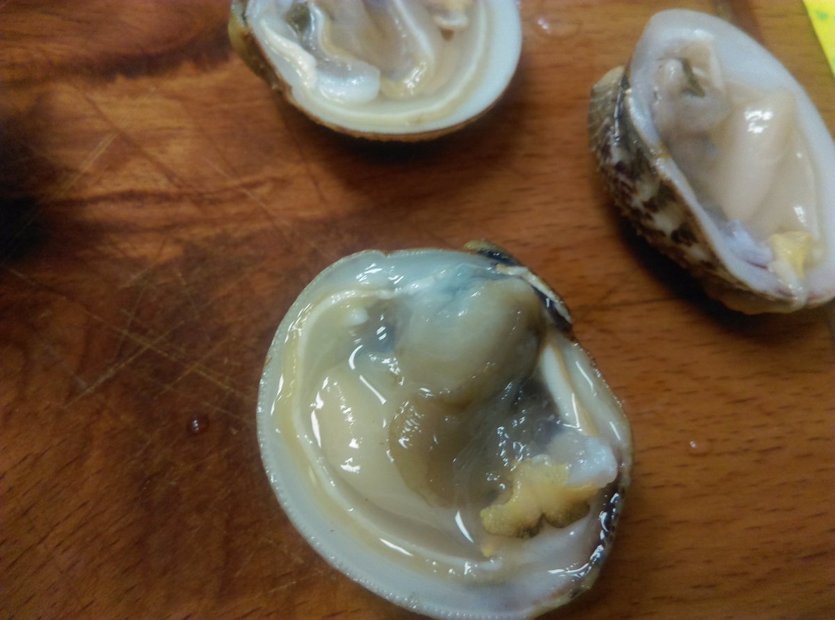 Tell me pliz What are the clam shells, herbivorous, carnivorous, parasites, corpses Tell me pliz What are the clam shells, herbivorous, carnivorous, parasites, corpses