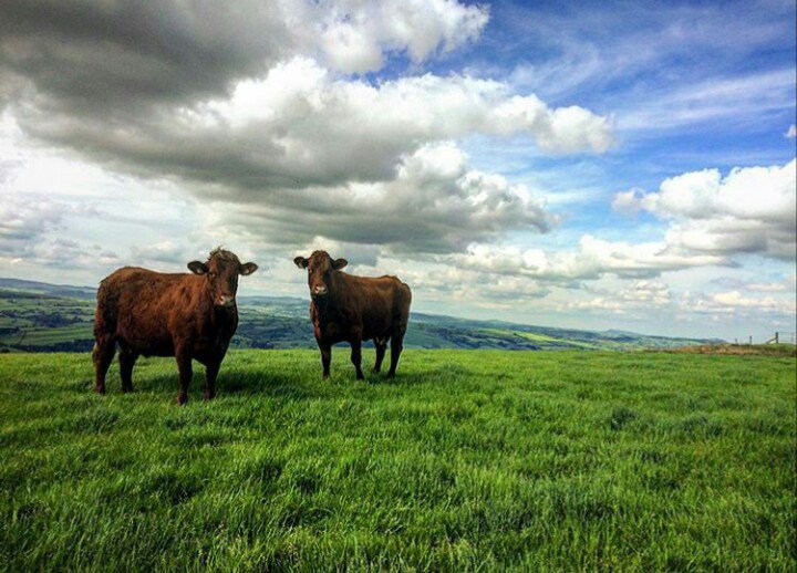 The sheep and cows all enjoying their time/holiday on the hill. Makes it all worthwhile with an amazing view. #Farm24 <a href="/FarmersGuardian/">Farmers Guardian</a>