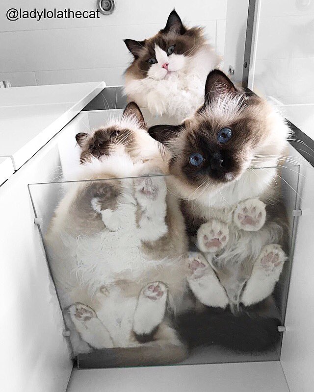 Do you allready see friday? @ladylolathecat on instagram #twitterweek #catsofinstagram