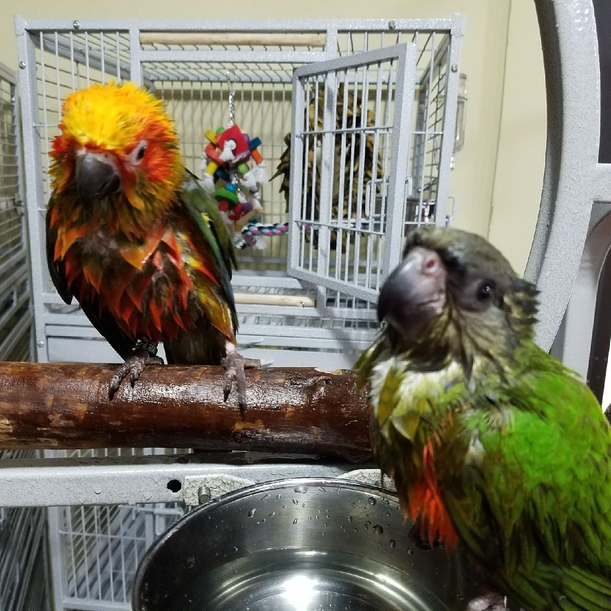 AvianAddiction tweet picture
