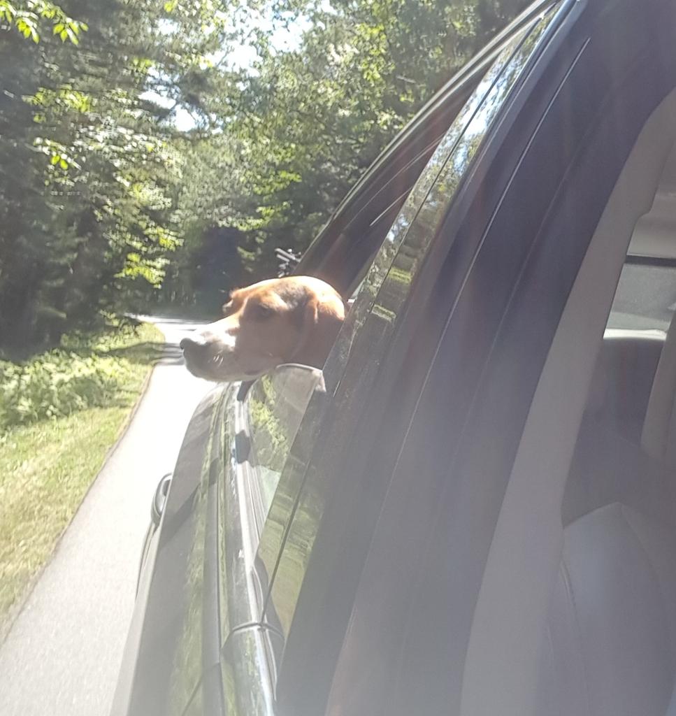 graciemaebeagle's tweet photo. I's early for #FaceOutFriday 😂 https://t.co/SulsG94LnI