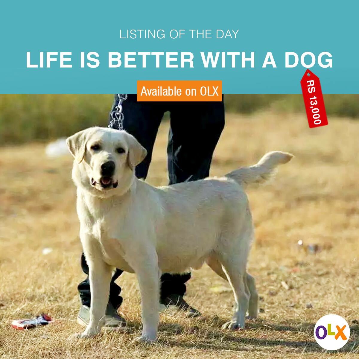 olx labra dog