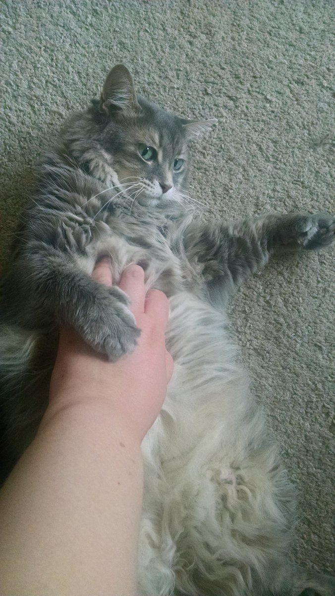 CaffeinatedKid's tweet photo. Don't hate me because I'm mew-tiful. #CatFlop #MaineCoonsOfSummer https://t.co/0uxW24EpJF
