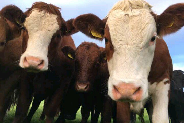 All heifers coming to show a face so they can all be part of #Farm24 <a href="/FarmersGuardian/">Farmers Guardian</a>