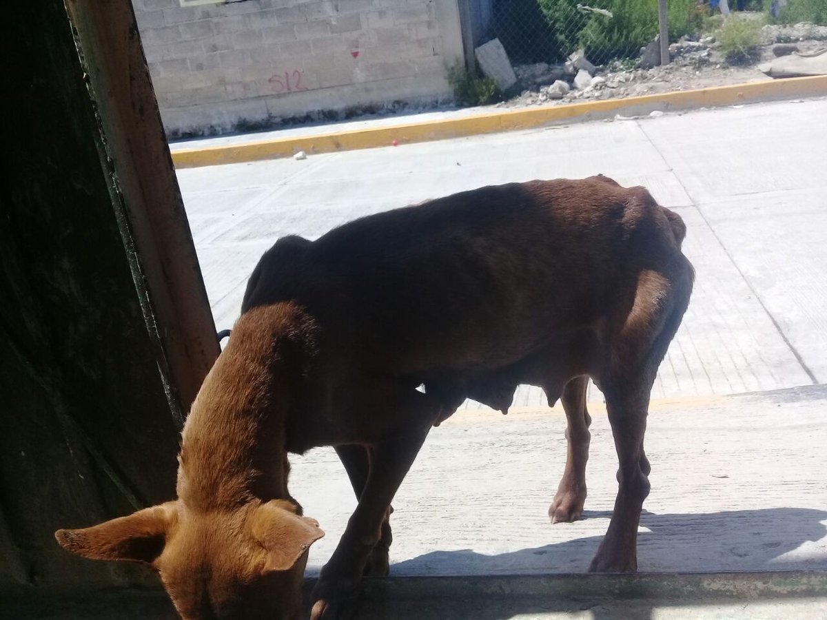 NELLYG13's tweet photo. @Mojoetv @RescateAnimal @koncientizando @Adopciones_ASC hola podría ayudar a esta perrita y sus crias calle palmas lote 20 la Chimalhuacan https://t.co/NEdcoAaExI
