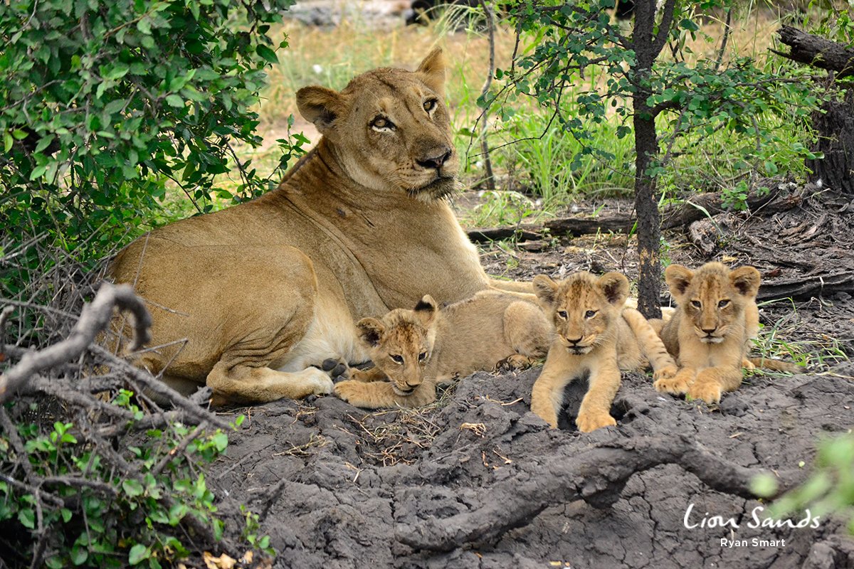 MORE_Collection's tweet photo. On #WorldLionDay, we acknowledge the plight of our namesake, the #Lion. #lions #bigcats #bigcatconservation #conservation #savethepride https://t.co/rITkBaIkEx