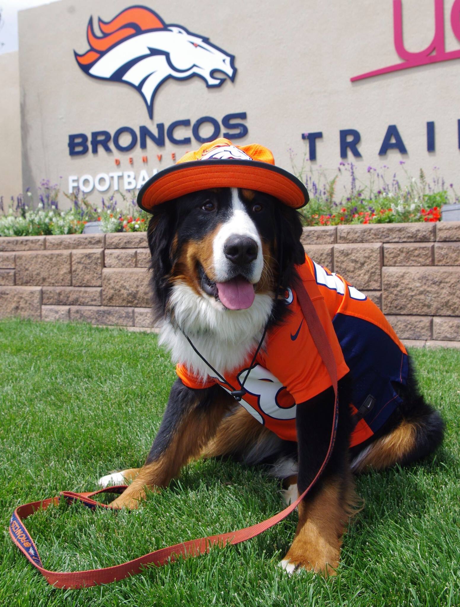 View of dog wearing Denver Broncos jersey in parking lot outside