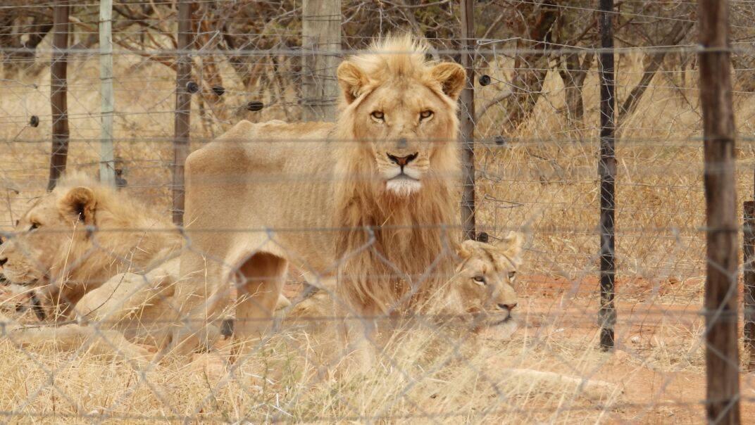 The sick reality of canned hunting - killing defenceless lions for 'sport'. How is this still LEGAL? #WorldLionDay