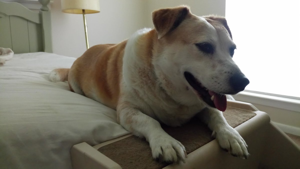 Quang Le tweet media