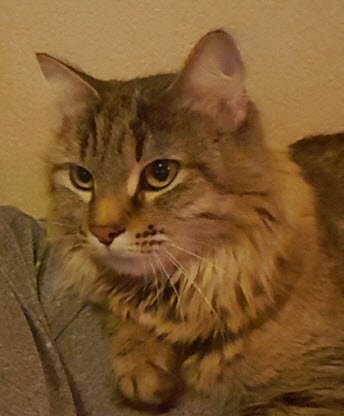 MerlinsPest's tweet image. We offer flea treatments! Give us a call today!