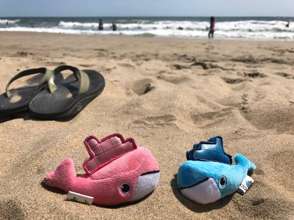 BretFisher's tweet photo. The morning meeting #mollydock #mobydock #nofilter #surfsup #sandinmytoes https://t.co/aleG1h0OYi https://t.co/fTWLavuETN