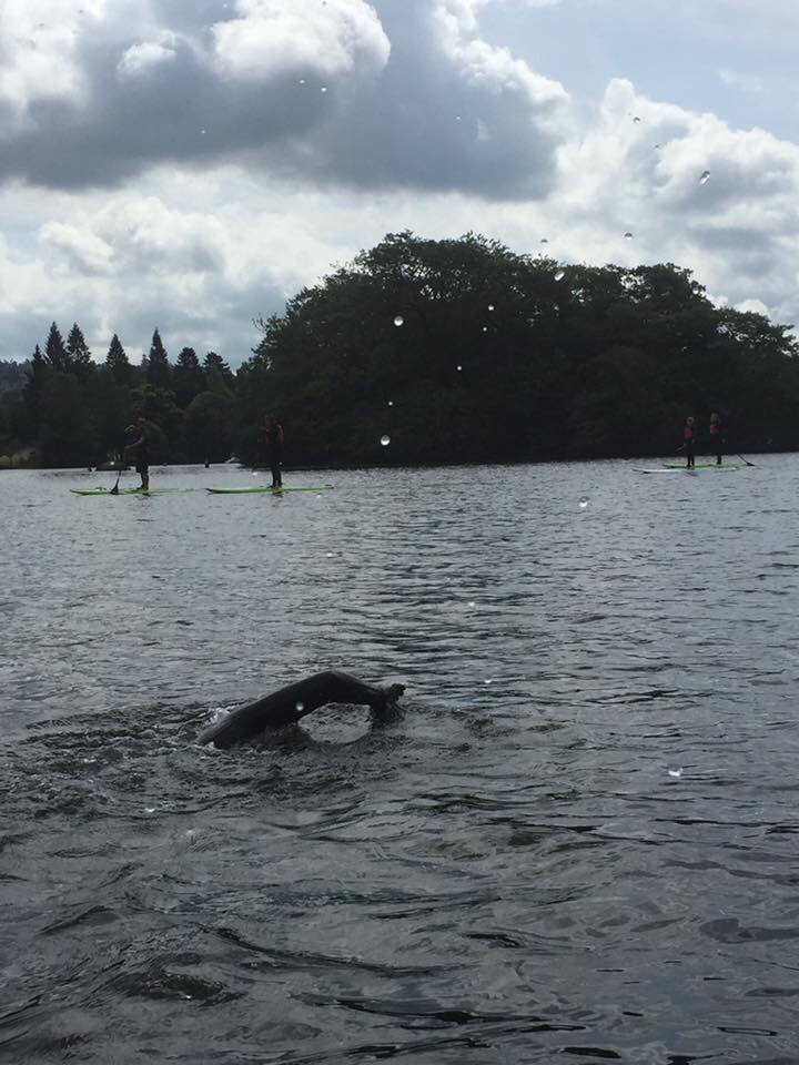 Jones23Emma's tweet image. Fantastic training #openwater #swim 7.1 miles about 4 hours getting ready for #windermereoneway #nursesactive justgiving.com/fundraising/Em…
