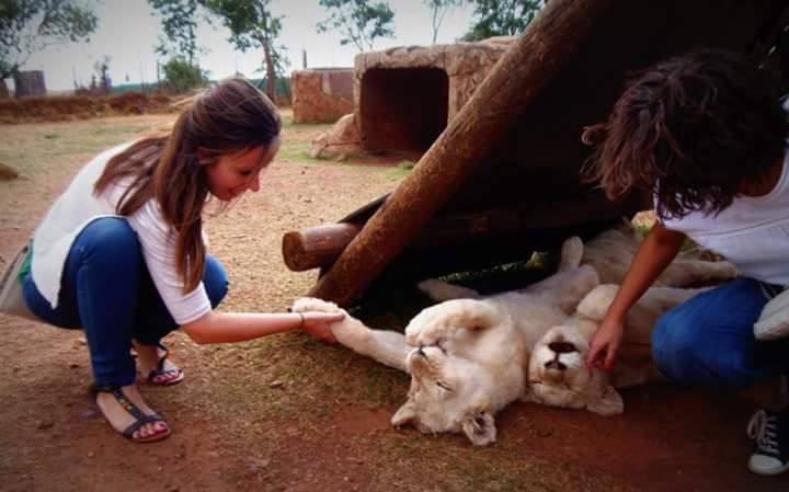 Miriamposmo's tweet photo. Feliz #DiaMundialDelLeon . Majestuoso animal https://t.co/Ne0GlqIZYv