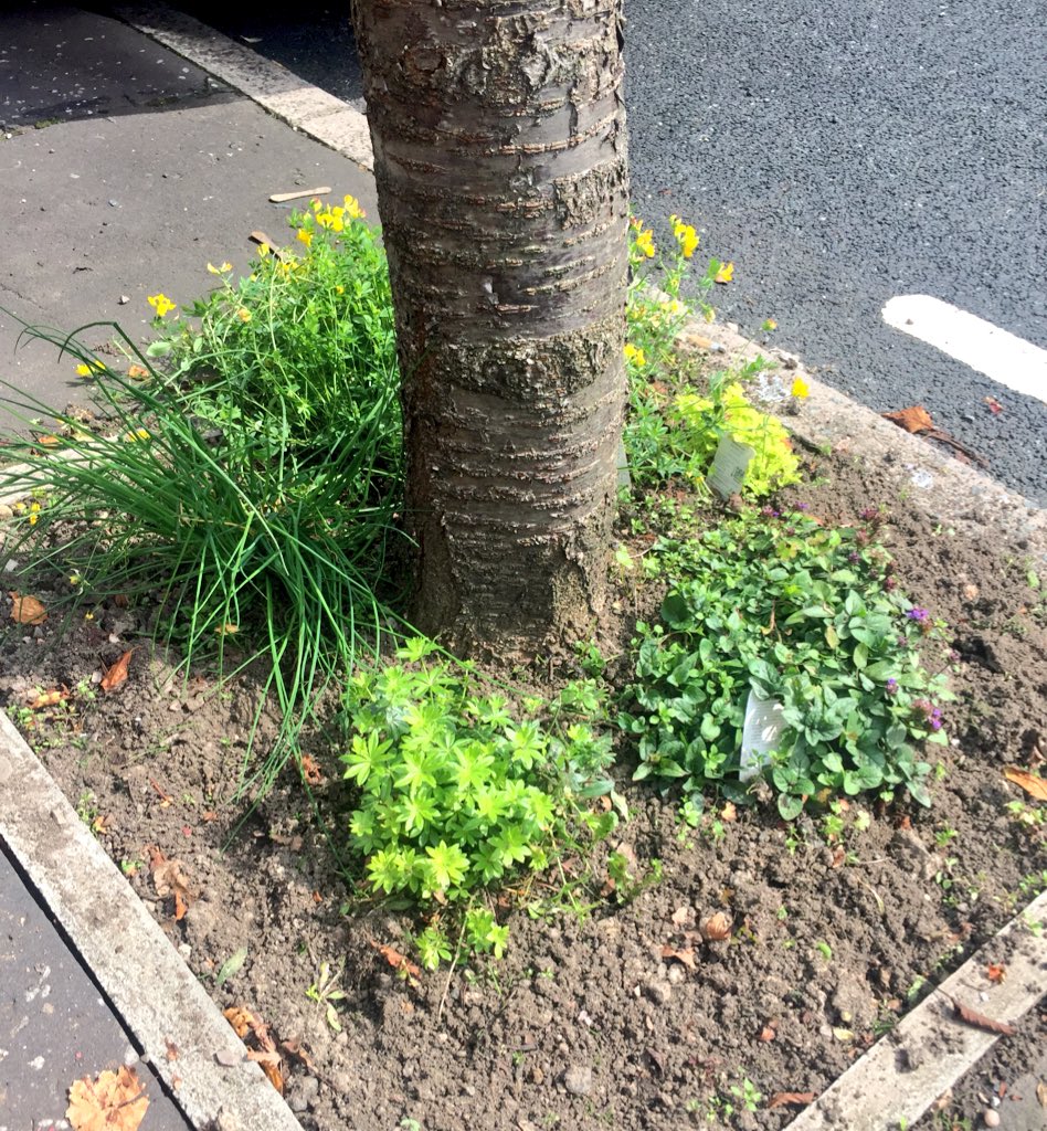 wendy_bobs's tweet photo. @IELevy @knowmadiqx2x We did a bit o' weeding last night. :)
#lollysticks & #dogwee :( https://t.co/NphiUeO5Cg