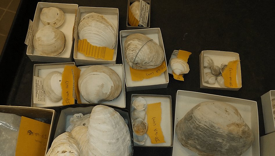 FossilPhiles's tweet photo. Another post by FossilPhiles intern Chilea https://t.co/DX80OLVCSn https://t.co/Op5CDANWuy